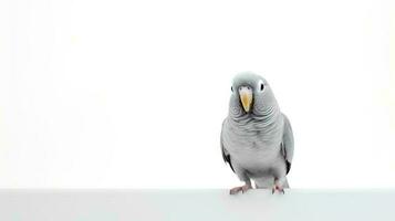 Photo of a Parakeet on white background. Generative AI