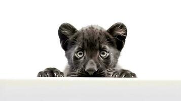 Photo of a panther on white background