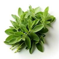 Photo of Green sage isolated on white background