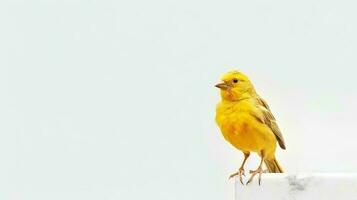 Photo of a canary bird on white background. Generative AI