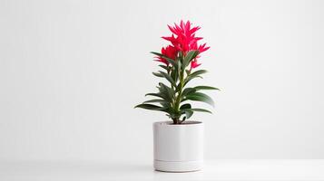 Photo of ornamental plants in minimalist pot as houseplant for home decoration isolated on white background. Generative AI