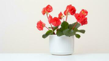 Photo of Begonia in minimalist pot as houseplant for home decoration isolated on white background. Generative AI