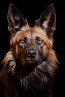Photo of Jackal on black background.