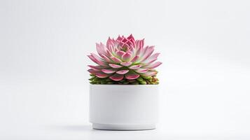 foto de sempervivum en minimalista maceta como planta de casa para hogar decoración aislado en blanco antecedentes. generativo ai