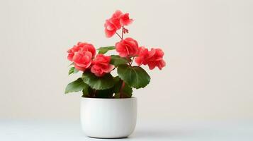 Photo of Begonia in minimalist pot as houseplant for home decoration isolated on white background. Generative AI