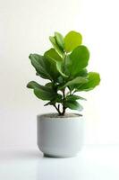 Photo of Ficus lyrata in minimalist pot as houseplant for home decoration isolated on white background. Generative AI