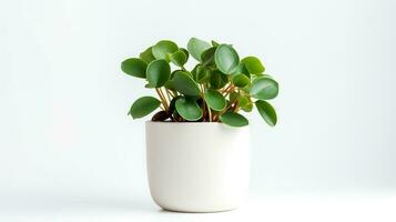 foto de peperomia en minimalista maceta como planta de casa para hogar decoración aislado en blanco antecedentes. generativo ai