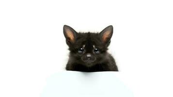 Photo of a Bat on white background. Generative AI