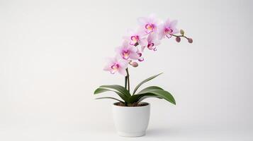 Photo of Cattleya in minimalist pot as houseplant for home decoration isolated on white background. Generative AI