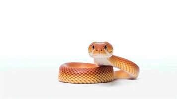 Photo of a corn snake on white background. Generative AI