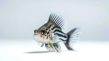 Photo of a corydoras catfish on white background. Generative AI