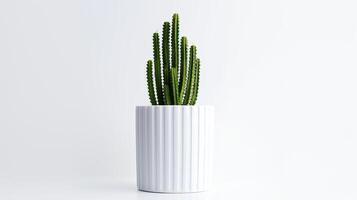 Photo of Organ pipe cactus in minimalist pot as houseplant for home decoration isolated on white background. Generative AI