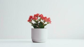 Photo of Kalanchoe in minimalist pot as houseplant for home decoration isolated on white background on white table. Generative AI