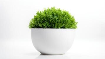 Photo of Java Moss in minimalist pot as houseplant for home decoration isolated on white background.