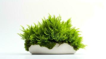 Photo of Java Moss in minimalist pot as houseplant for home decoration isolated on white background. Generative AI