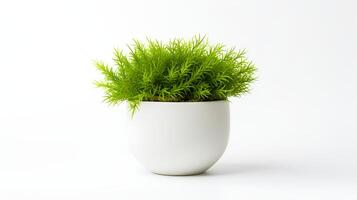 Photo of Java Moss in minimalist pot as houseplant for home decoration isolated on white background.