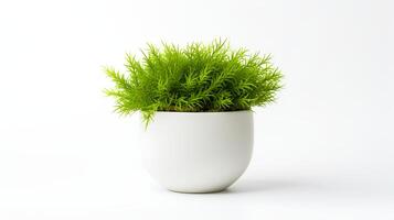 Photo of Java Moss in minimalist pot as houseplant for home decoration isolated on white background. Generative AI