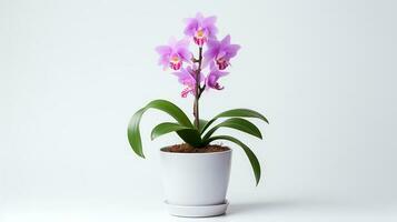 Photo of Cattleya in minimalist pot as houseplant for home decoration isolated on white background. Generative AI