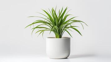 Photo of Spider Plant in minimalist pot as houseplant for home decoration.
