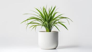 Photo of Spider Plant in minimalist pot as houseplant for home decoration. Generative AI