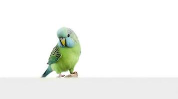 Photo of a Parakeet on white background. Generative AI