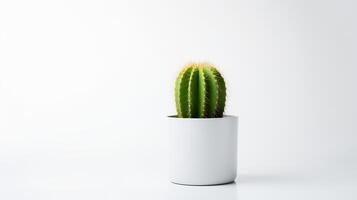 Photo of cactus in minimalist pot as houseplant for home decoration isolated on white background.