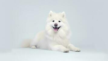 foto de un Samoyedo en blanco antecedentes. generativo ai