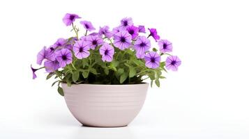 Photo of Petunia in minimalist pot as houseplant for home decoration isolated on white background.