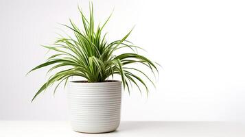 Photo of Spider Plant in minimalist pot as houseplant for home decoration. Generative AI