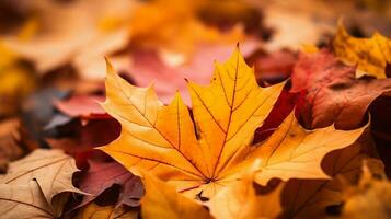 autumn colorful maple leaves background. AI Generative photo
