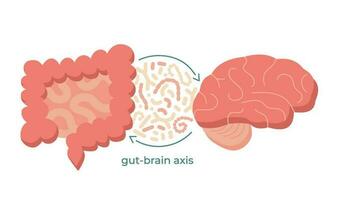 Gut-brain axis and microbiome concept. Enteric nervous system in human body, small and large intestine. Signals from brain to digestive tract. Colon, bowel and cerebrum flat vector illustration