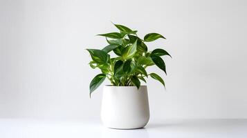 foto de potos en minimalista maceta como planta de casa para hogar decoración aislado en blanco antecedentes. generativo ai