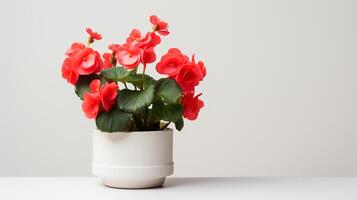 Photo of Begonia in minimalist pot as houseplant for home decoration isolated on white background. Generative AI