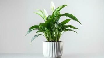 Photo of Peace Lily in minimalist pot as houseplant for home decoration isolated on white background. Generative AI