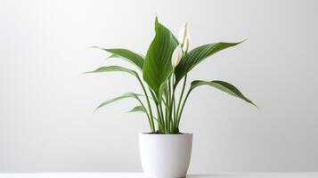 Photo of Peace Lily in minimalist pot as houseplant for home decoration isolated on white background. Generative AI