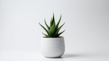 Photo of Haworthia in minimalist pot as houseplant for home decoration isolated on white background. Generative AI