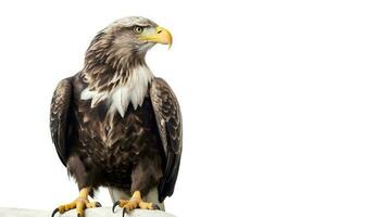 foto de un calvo águila en blanco antecedentes. generativo ai