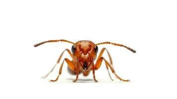 Photo of a fire ant on white background. Generative AI