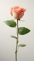 Photo of one stalk of rose flower isolated on white background. Generative AI