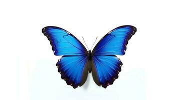 Photo of a Blue Morpho Butterfly on white background. Generative AI