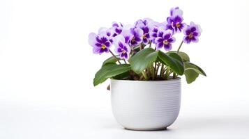 Photo of Saintpaulia in minimalist pot as houseplant for home decoration isolated on white background.