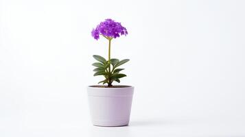 Photo of Violet flower in minimalist pot as houseplant for home decoration isolated on white background. Generative AI