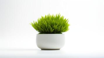 Photo of Java Moss in minimalist pot as houseplant for home decoration isolated on white background.