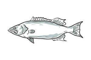 scamp Fish Gulf of Mexico Cartoon Drawing vector