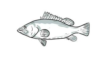 warsaw grouper Fish Gulf of Mexico Cartoon Drawing vector