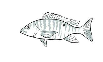 Carne de cordero pargo pescado Golfo de mexico dibujos animados dibujo vector