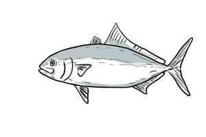 banded rudderfish Fish Gulf of Mexico Cartoon Drawing vector