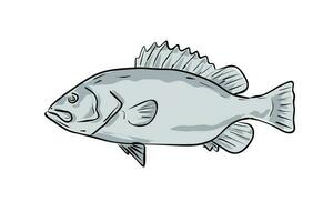 snowy grouper Fish Gulf of Mexico Cartoon Drawing vector