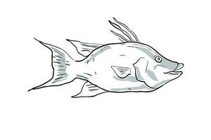 hogfish Fish Gulf of Mexico Cartoon Drawing vector