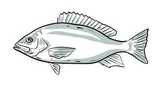 Red Snapper Drwaing vector